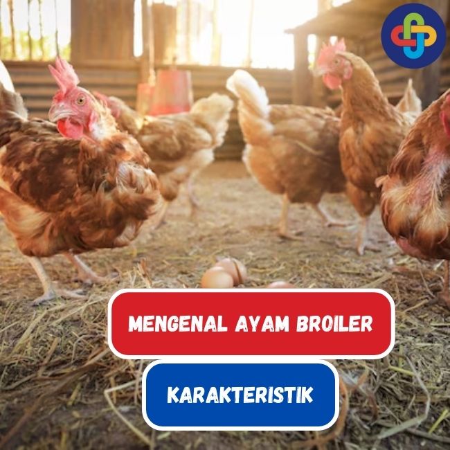 Ayam Broiler dan Karakteristiknya Yang Harus Diketahui